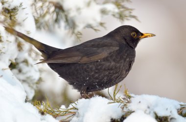 Doğal ortamlarında (turdus merula karatavuk)