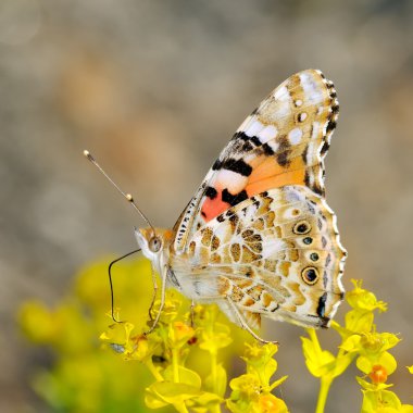 Wonderful butterfly against the blue sky clipart