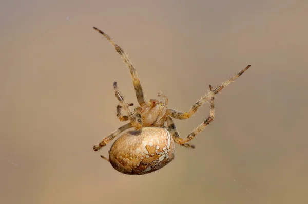L'araignée dans l'habitat naturel — Photo