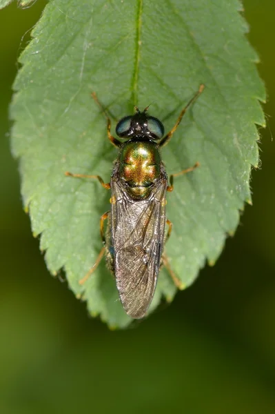Käfer auf grünem Blatt — Stockfoto