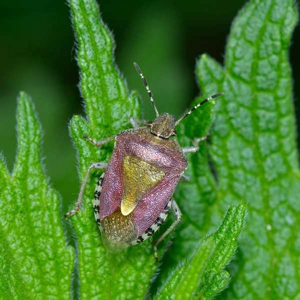 Insecto en la hoja verde —  Fotos de Stock