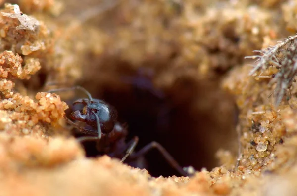 Mała mrówka — Zdjęcie stockowe