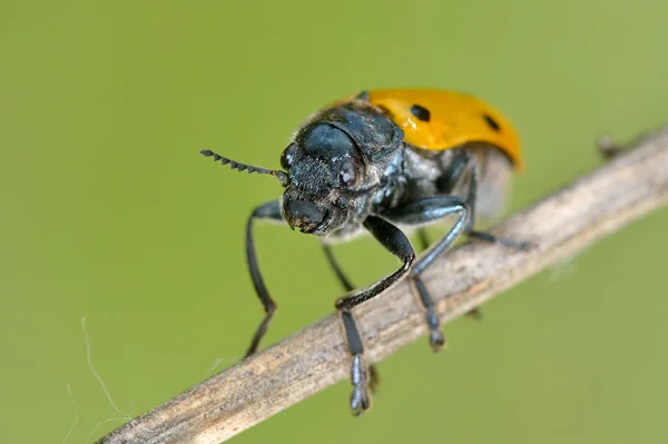 Bug na folha verde — Fotografia de Stock