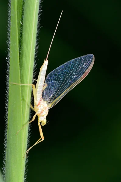 Insecto en la hoja verde — Foto de Stock