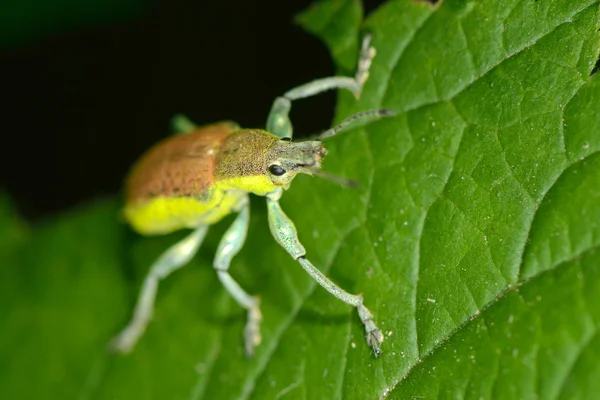 Bug on green leaf — Stock Photo, Image