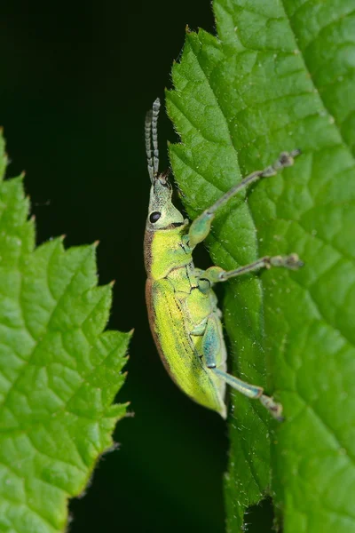 Έντομο σε πράσινο φύλλο — Φωτογραφία Αρχείου