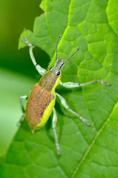 Bug a zöld levélen — Stock Fotó