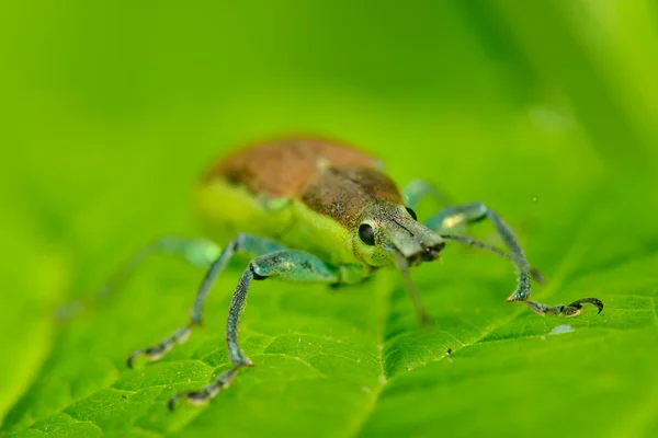 Insecto en la hoja verde — Foto de Stock