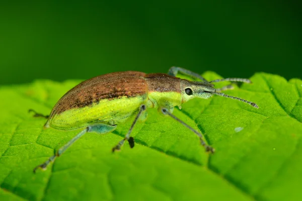 Έντομο σε πράσινο φύλλο — Φωτογραφία Αρχείου