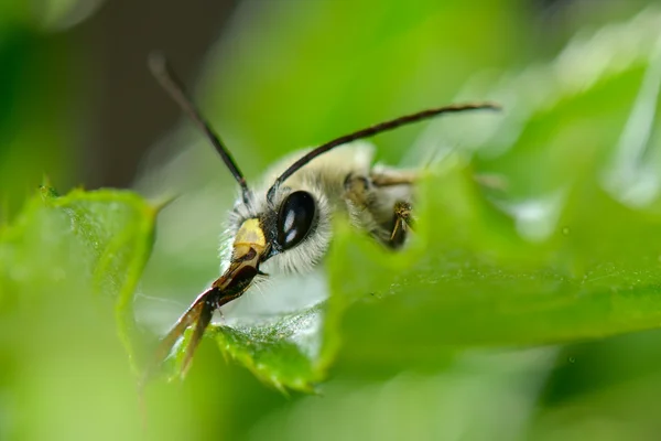 Bug sur feuille verte — Photo