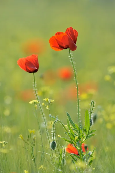 Closeup z červeného máku na obilné pole — Stock fotografie