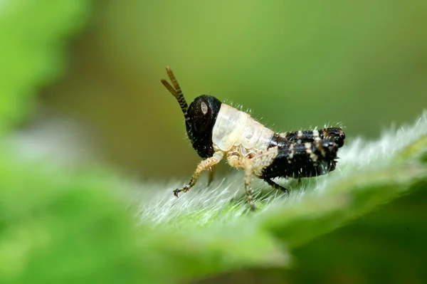 Kobylka na zeleném listu — Stock fotografie