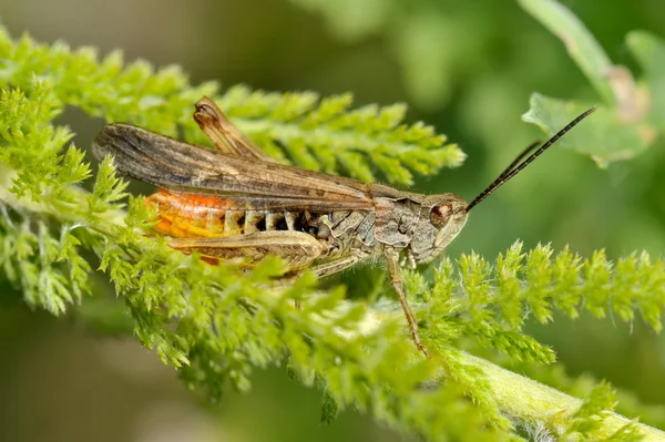Grasshopper บนใบสีเขียว — ภาพถ่ายสต็อก