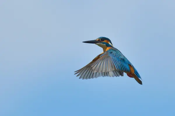 Kingfisher em voo (alcedo atthis ) — Fotografia de Stock