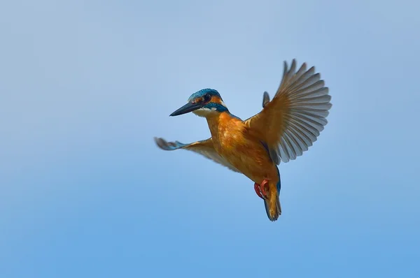 Kingfisher in flight (alcedo atthis) — Stock Photo, Image