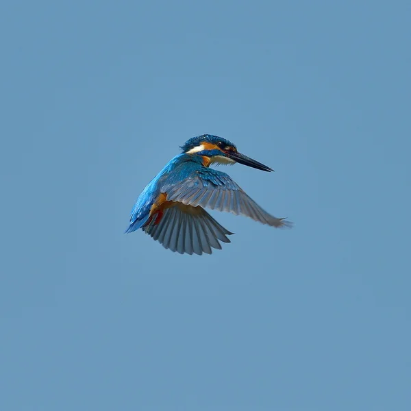 Kingfisher in flight (alcedo atthis) — Stock Photo, Image