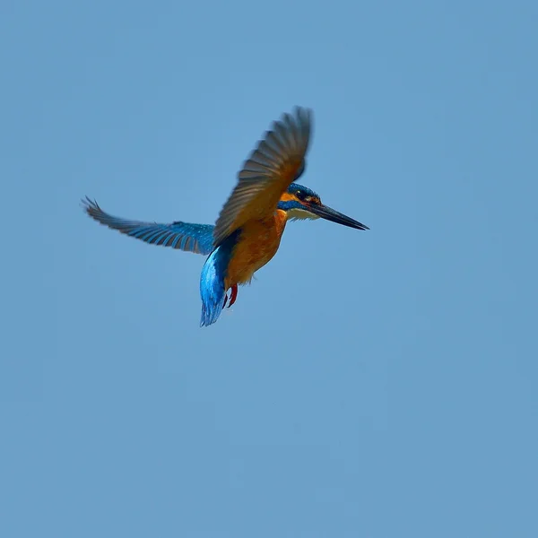 Kingfisher em voo (alcedo atthis ) — Fotografia de Stock