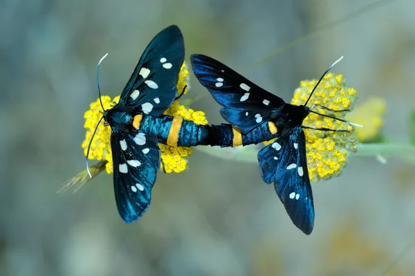 Butterfly utomhus (amata fabricius) — Stockfoto