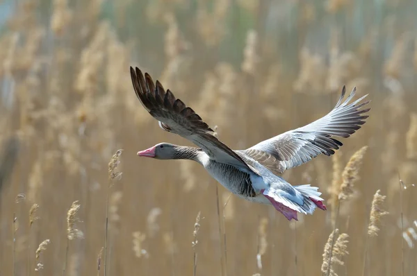 Mallard duck vliegen — Stockfoto