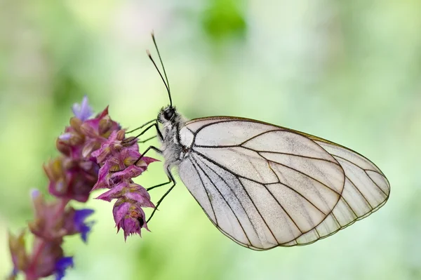 Метелик в природному середовищі проживання (aporia crataeg ) — стокове фото