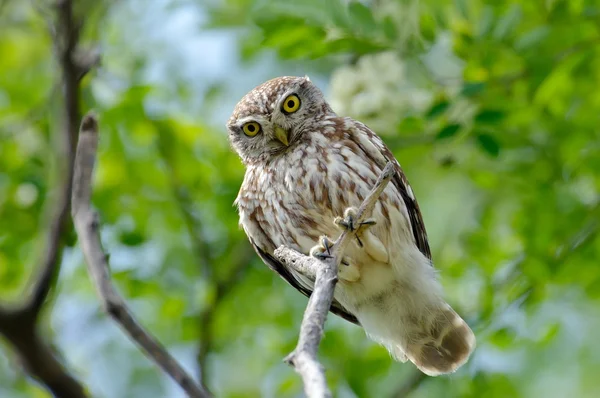 The little owl in natural habitat (Athene noctua) — Stock Photo, Image