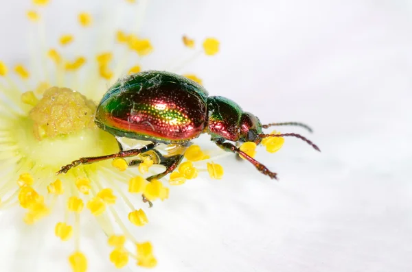 Bug σε λουλούδι (chrysomelid) — Φωτογραφία Αρχείου