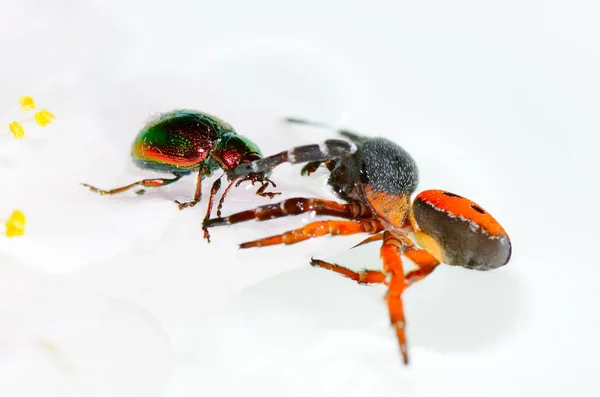 Käfer auf Blume (Chrysomelid)) — Stockfoto