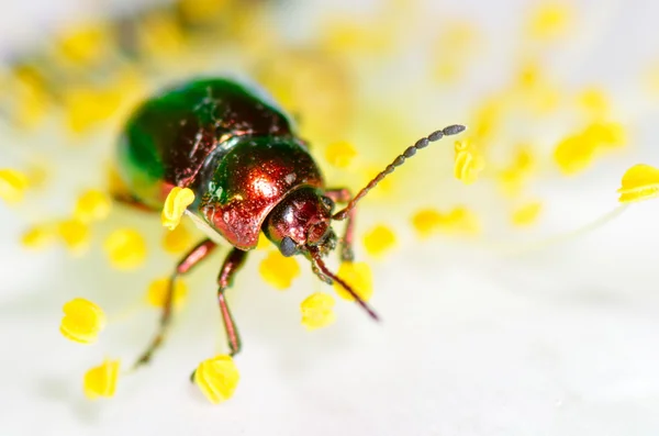 Käfer auf Blume (Chrysomelid)) — Stockfoto