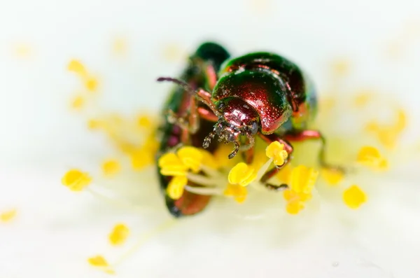 Буг на квітці (хризомеліда ) — стокове фото