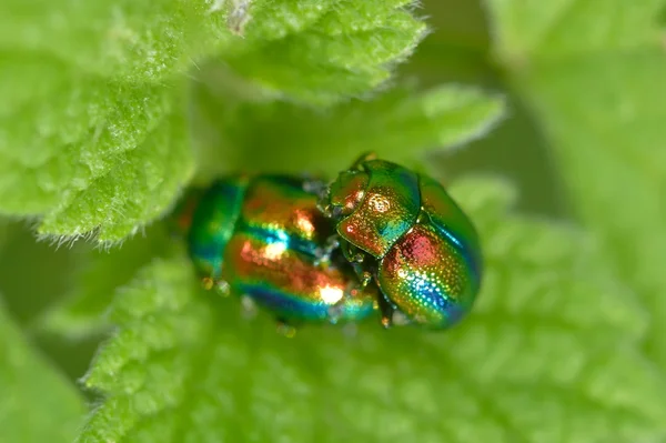 Bug op bloem (chrysomelid) — Stockfoto
