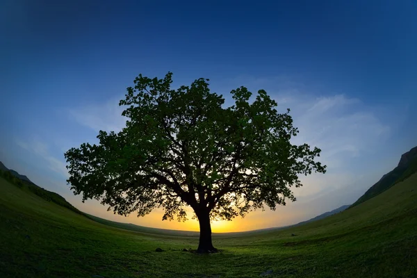 Şafak sahasının yalnız ağaç — Stok fotoğraf