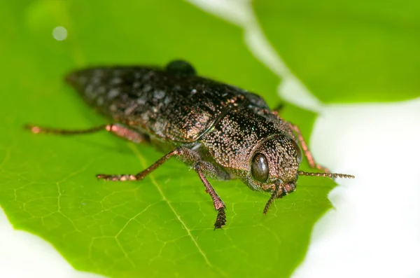 Bug na folha verde — Fotografia de Stock
