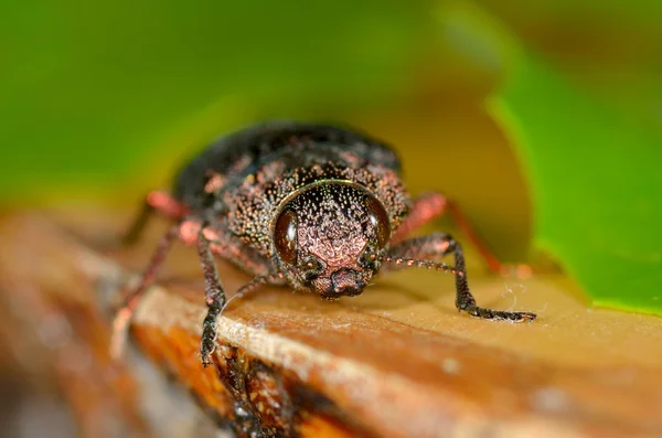 Bug in natural habitat (dicerca) — Stock Photo, Image
