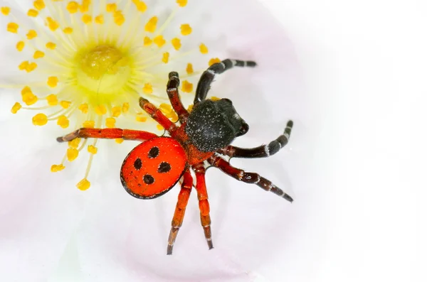 (Eresus cinnaberinus の葉に赤蜘蛛) — ストック写真