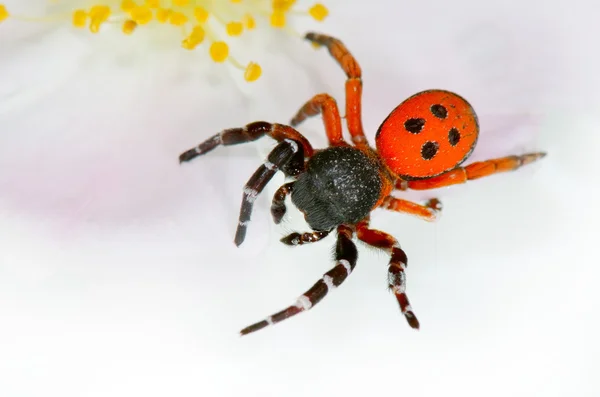 Rote Spinne auf Blatt (eresus cinnaberinus)) — Stockfoto