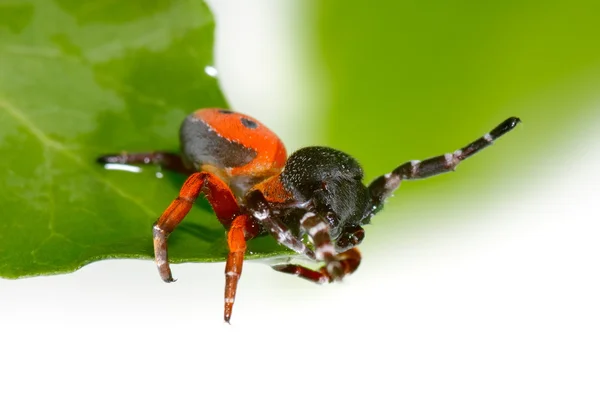Red spider on leaf (eresus cinnaberinus) — Stock Photo, Image