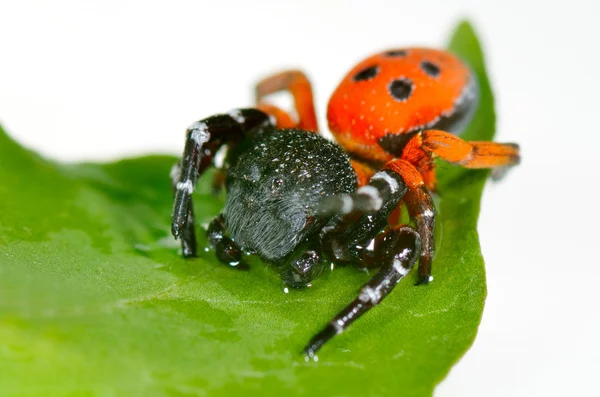 Красный паук на листе (eresus cinnaberinus ) — стоковое фото