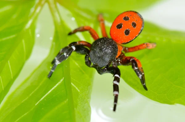 Rote Spinne auf Blatt (eresus cinnaberinus)) — Stockfoto