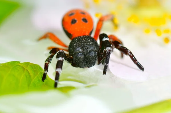 (Eresus cinnaberinus の葉に赤蜘蛛) — ストック写真