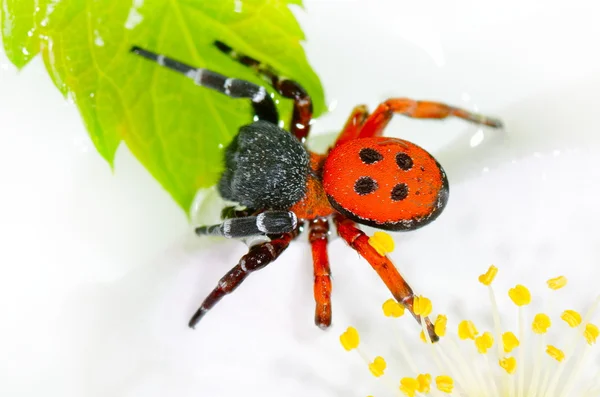 Красный паук на листе (eresus cinnaberinus ) — стоковое фото