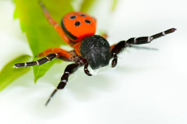 Червоний павук на листі ) — стокове фото