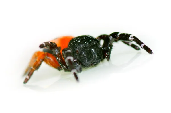 Κόκκινο αράχνη σε φύλλο (Θεόφραστος cinnaberinus) — Φωτογραφία Αρχείου