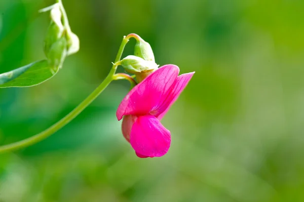녹색 바탕에 핑크 꽃 — 스톡 사진