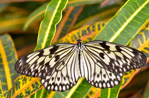 stock image Exotic butterfly in natural habitat (idea leuconoe chersonesia)