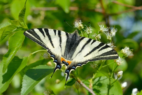 Πεταλούδα στο φυσικό περιβάλλον (εν ανεπαρκεία swallowtail) — Φωτογραφία Αρχείου