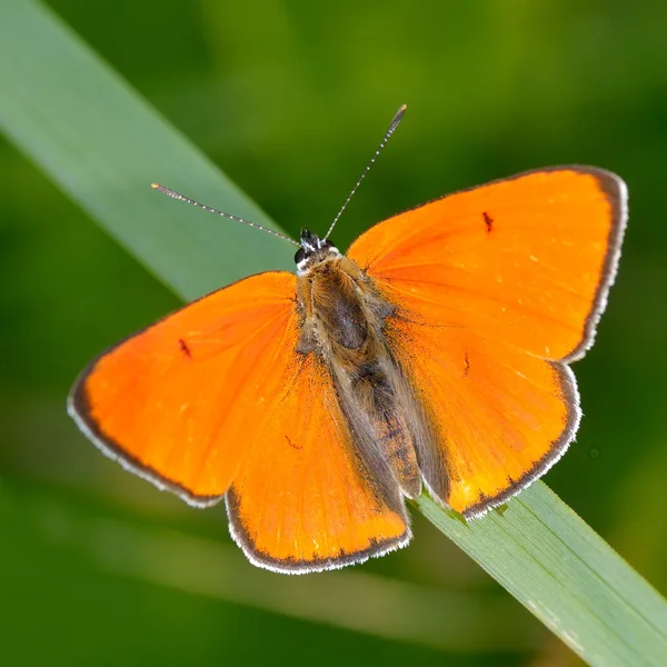 Motýl v přirozeném prostředí (lycaena dispar) — Stock fotografie