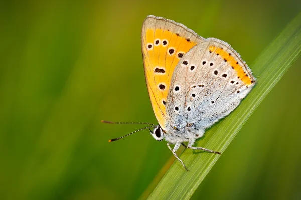 Butterfly outdoor (polyommatus icarus) — Stock Photo, Image