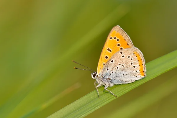 Motyl odkryty (bellargus Ikara) — Zdjęcie stockowe