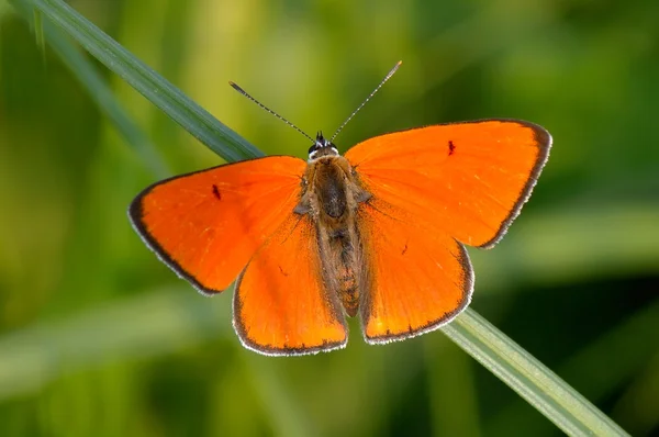 Butterfly in natural habitat (lycaena dispar) — Stock Photo, Image