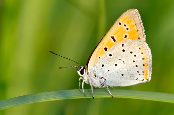 Papillon extérieur (polyommatus icarus ) — Photo